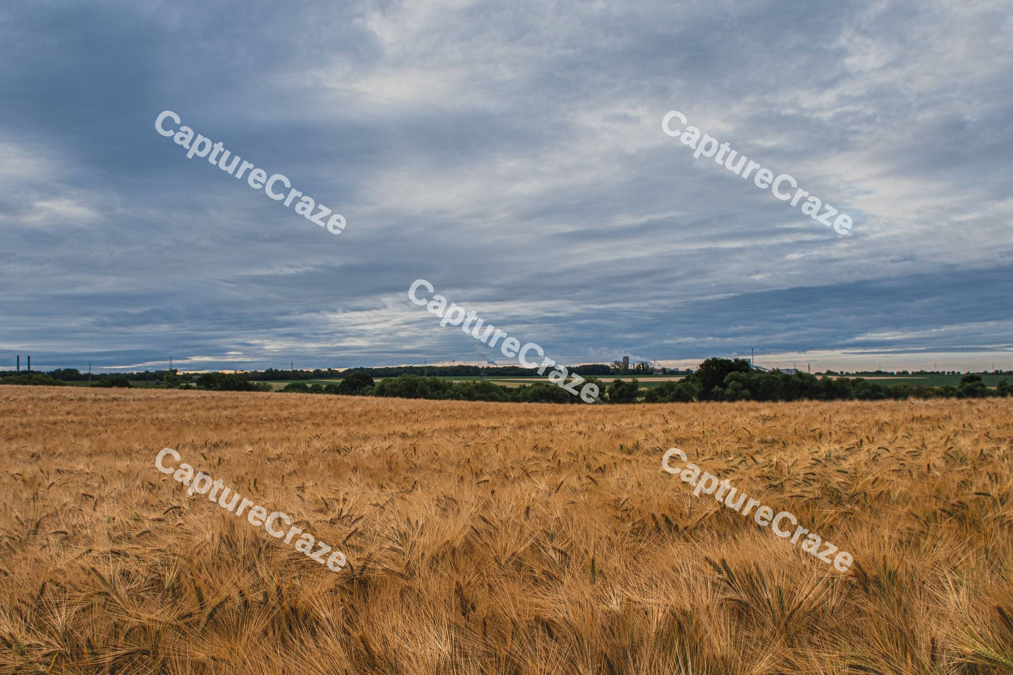 Wheat field